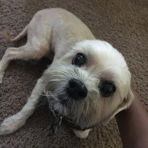 Meet your Posher, Titus